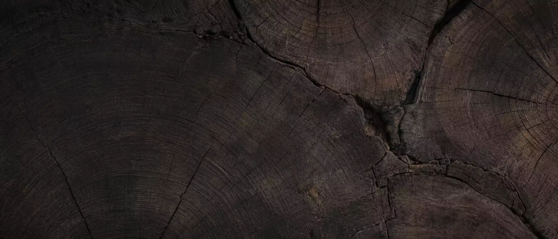 Textura de tronco cortado