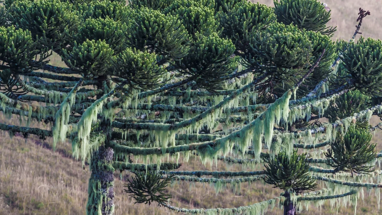 araucarias