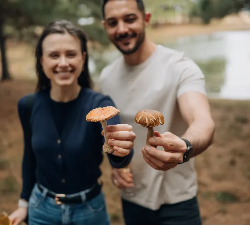 casal-colhendo-cogumelos
