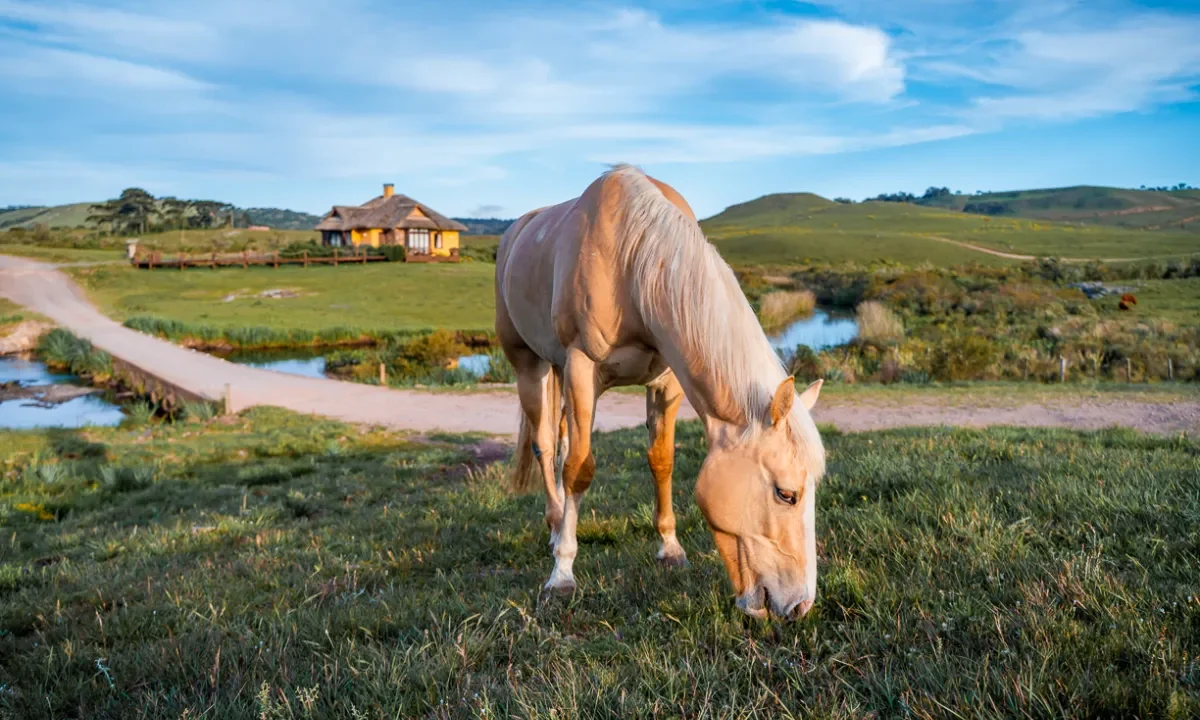 cavalo-chale-camarinhas